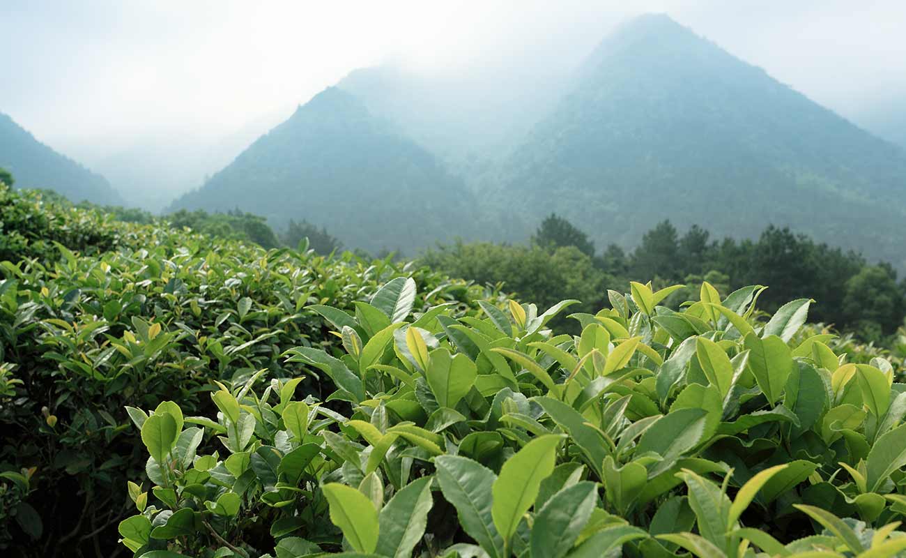 Teeplantage auf Hochebene